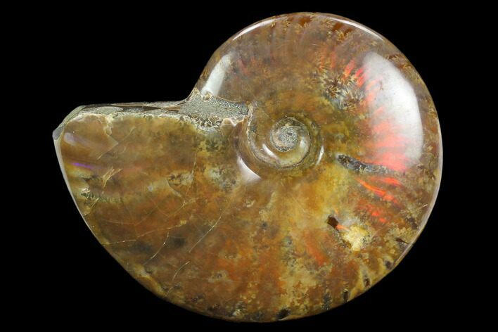 Flashy Red Iridescent Ammonite - Wide #127932